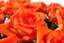 105 oranžových růží (sto pět oranžových růží). Kytice ze sto pěti oranžových růží.