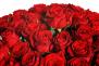 55 rudých růží (padesát pět rudých růží). Kytice z padesáti pěti rudých růží.