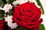 detail květu růže