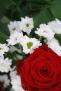 detail květu růže a chrysantém
