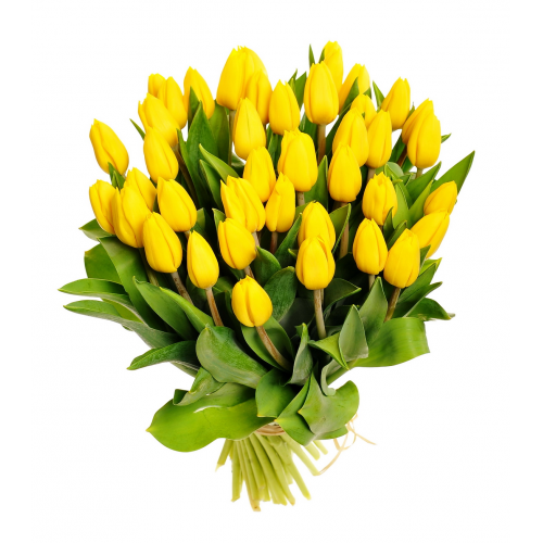 49 žlutých tulipánů (čtyřicet devět žlutých tulipánů). Kytice ze 49 žlutých tulipánů.