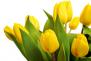 13 žlutých tulipánů (třináct žlutých tulipánů). Kytice z 13 žlutých tulipánů.
