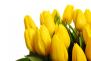 58 žlutých tulipánů (padesát osm žlutých tulipánů). Kytice z 58 žlutých tulipánů.